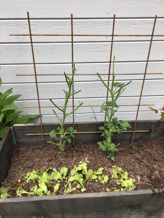 Tomatplantor och sallad odlade i en upphöjd trädgårdsbädd med rostiga stödstänger mot en vit vägg.