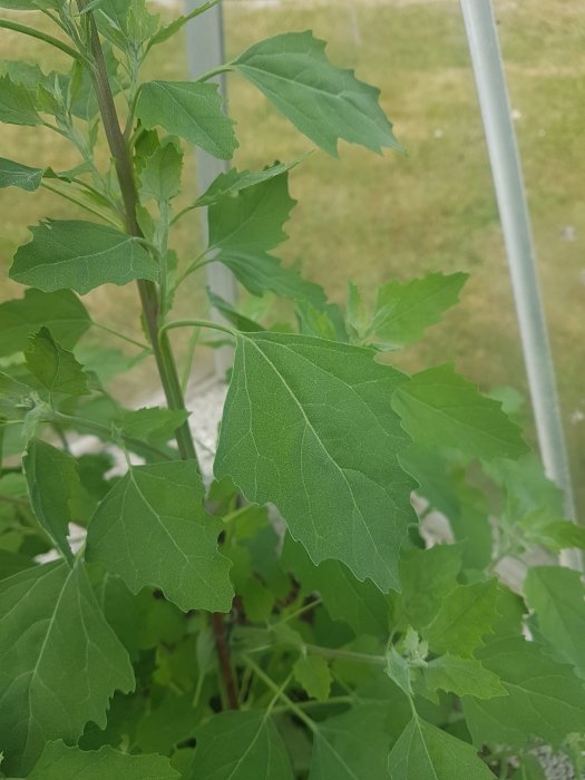 Okänd växt med gröna löv växande i ett växthus hörn, intill en metallstomme.