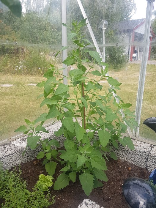 En okänd grödlig växt i hörnet av ett växthus med suddig bakgrund.