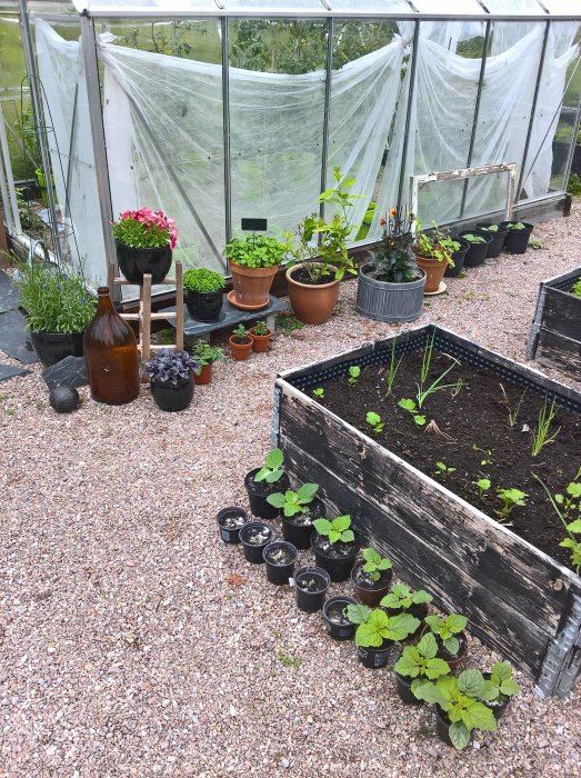 Växthus med halvöppen dörr omgivet av odlingskärl och plantor som pelargoner, örter och tomatplantor på grusgång.