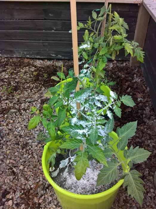 Tomatplanta i gul kruka med kalk på översta bladen mot bakgrund av träspaljé och flis.