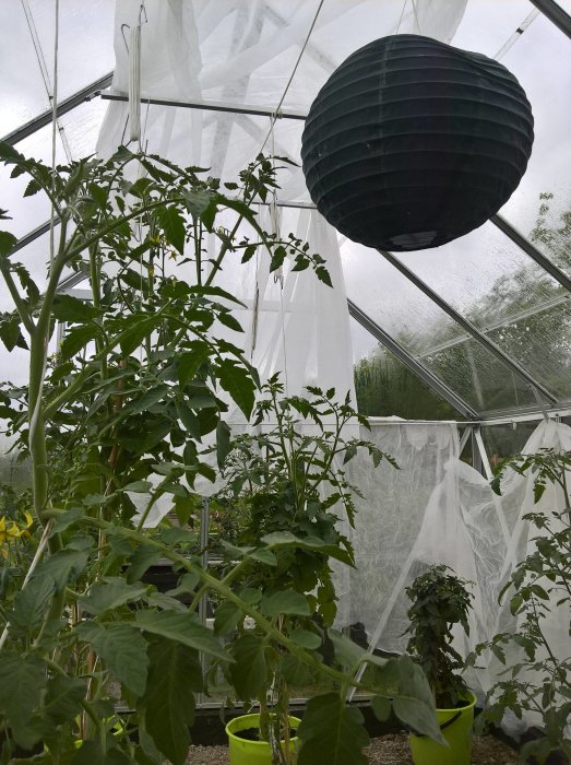 Tomatplantor i växthus med suddiga plastgardiner och hängande svart lampa.