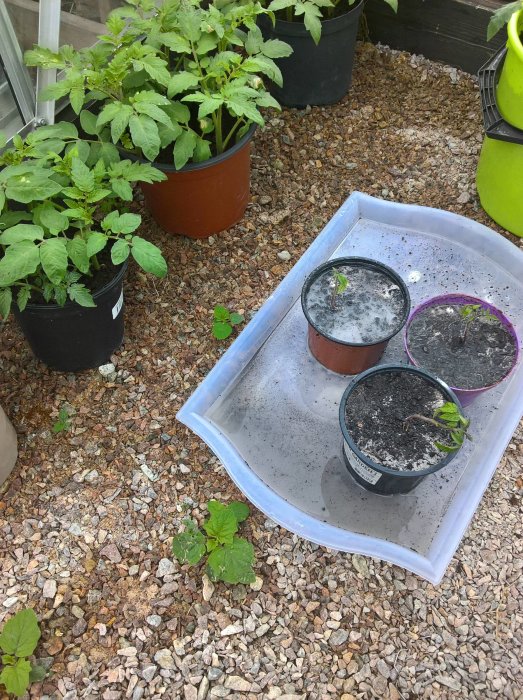 Tomatplantor i rehabilitering i växthus, paprika och chili redo för omplantering efter regn.