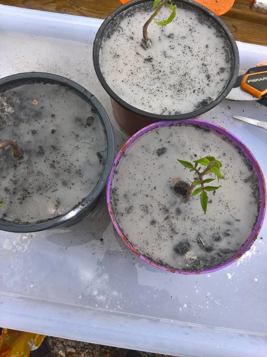 Översvämmade krukor med tomatplantor efter regn, en med synlig grön planta, på en våt yta.