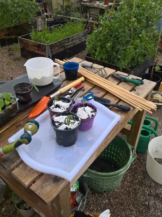 Trädgårdsbord med verktyg och omplanterade plantor, omgivet av krukor och grönska.