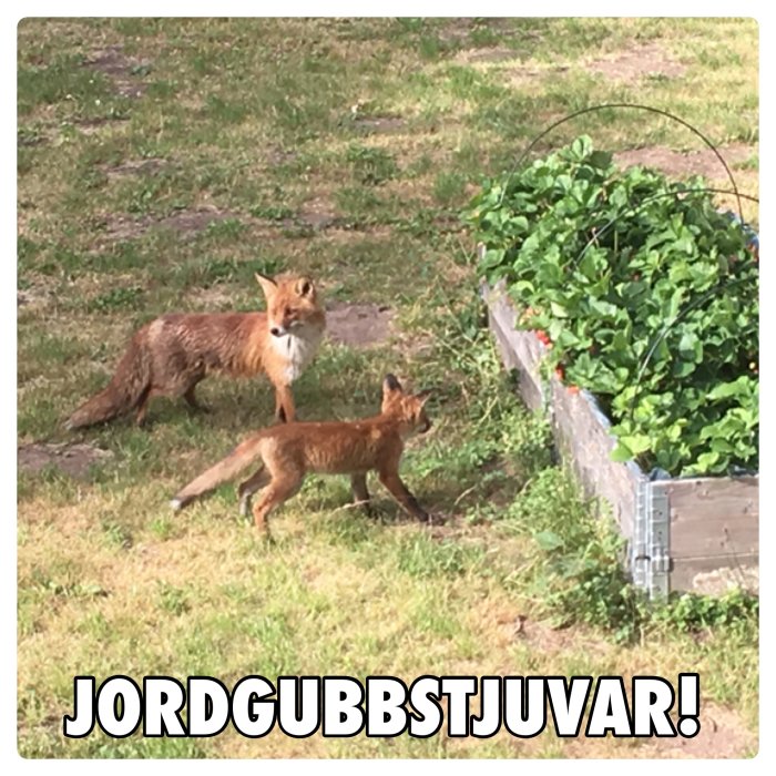 Rävmamma och hennes valp i en trädgård bredvid en jordgubbsplantage.