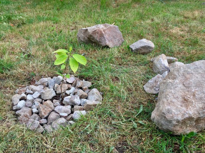 Ung magnoliaträdplantering omgiven av stenar på en gräsmatta.