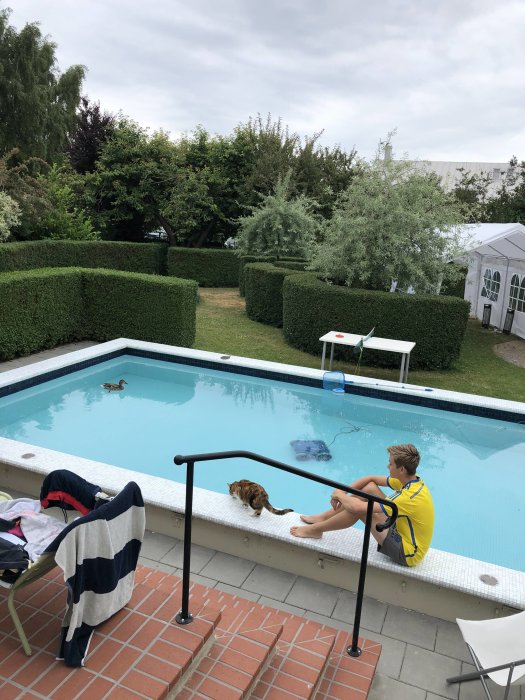 En katt spanar på en anka i en swimmingpool medan en person sitter vid kanten.