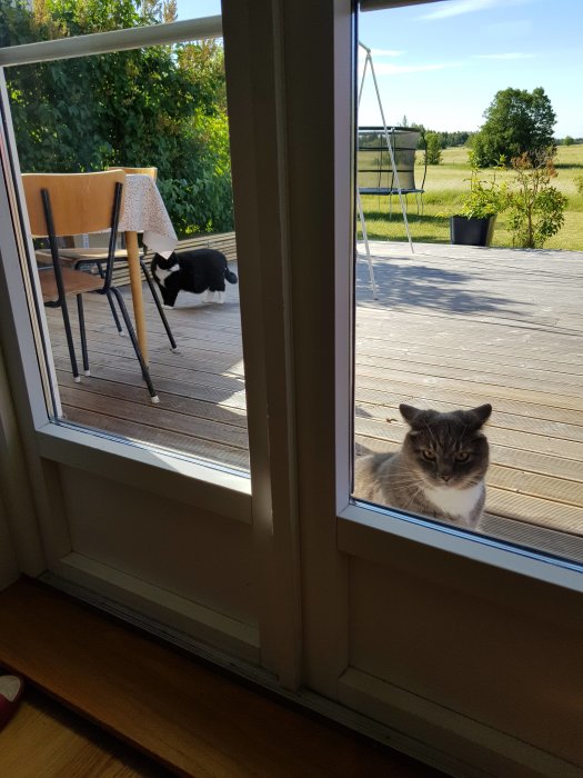 Katt med missnöjt uttryck sitter inne och tittar på en annan katt ute på en trädäck.