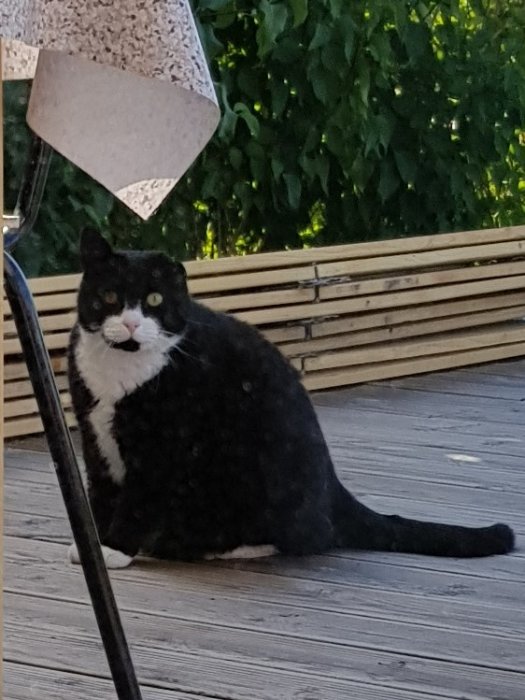 Svartvit katt med missnöjt uttryck sitter på en träaltan.