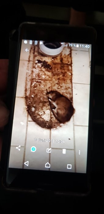 Bild på en mobiltelefon som visar en råtta i en smutsig avloppslucka, tidsstämpel 13 juni 2018.
