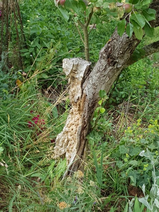 Äppelträd med skadad stam och flera mognande äpplen omgivet av grönska.