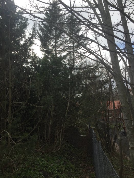 Slänt i trädgård med höjdskillnad, täckt av buskar och granar, med ett staket i förgrunden.