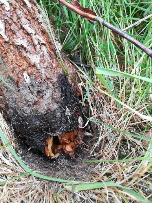 Trädets brottställe med synliga rötter och skadad bark omgiven av gräs.