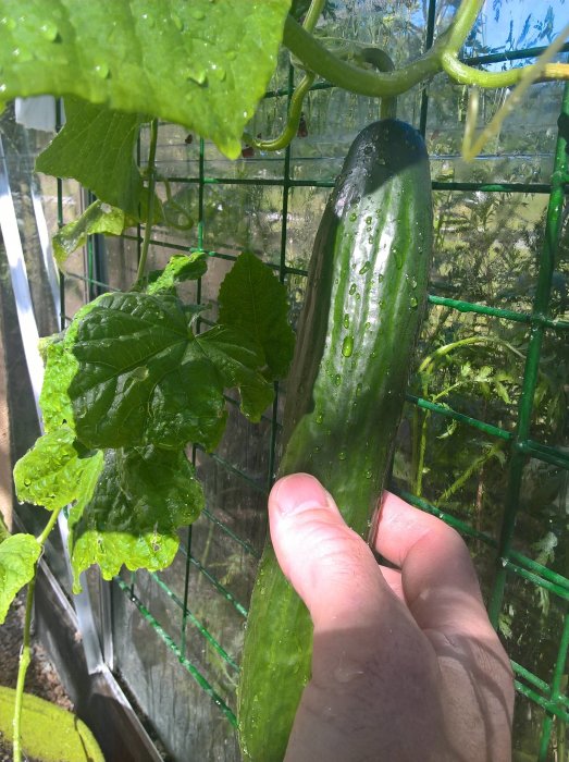 Hand håller en mogen gurka i ett växthus, dagg på bladen, på en regnig midsommar.