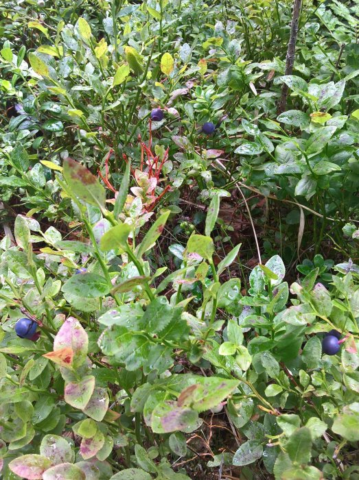 Blåbärstillväxt i skog med mogna bär på gröna blad och röda stjälkar, daggdroppar synliga.