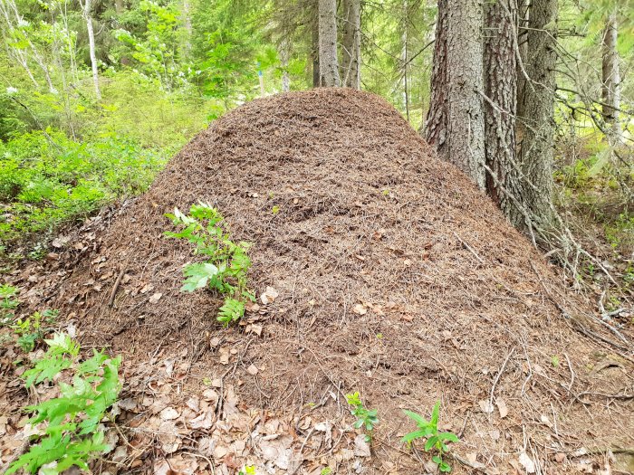 Stor myrstack i en skogsmiljö, omgiven av träd och växtlighet.