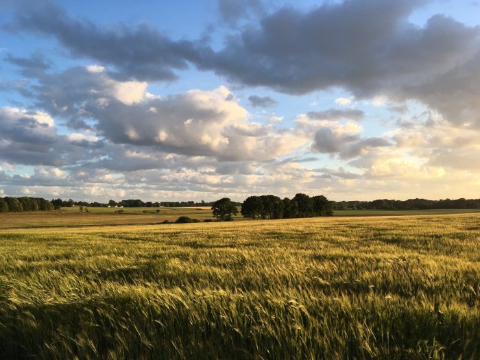 Vy över ett gyllene spannmålsfält med träd i bakgrunden och en molnig himmel vid solnedgång.