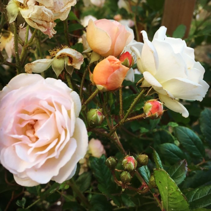 Rosa och vitrosa rosor med knoppar och visnade blommor i en trädgård.