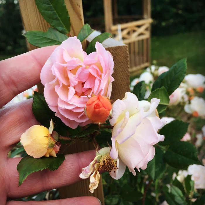 En hand håller rosor i olika blomstadien med en rosenträdgård i bakgrunden.