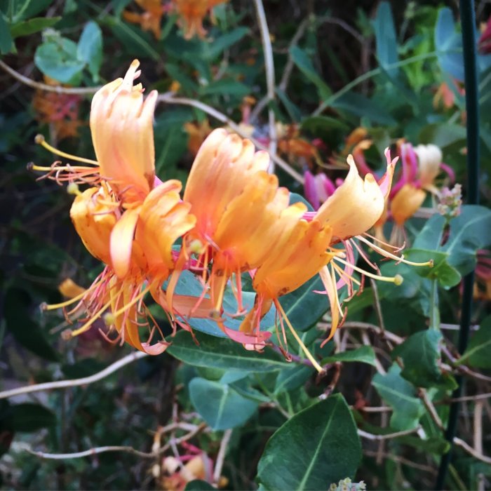 Orangeblommande kaprifol i fokus med gröna blad i en trädgård, vilket antyder blomningstid.