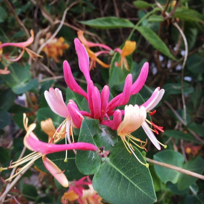 Närbild av rosa och vit kaprifol mot suddig grönbakgrund i trädgård.