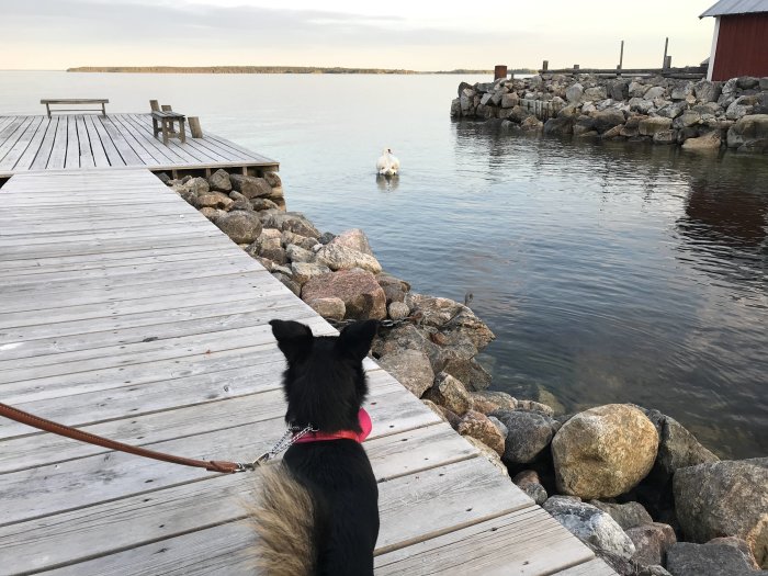 Hund på en brygga tittar på en svan i vattnet vid skymningen.