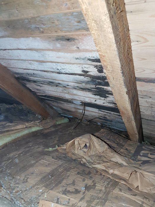 Svartmögel på undersidan av råspont och takstolar i vind med isoleringsmaterial och gammal papp på golvet.