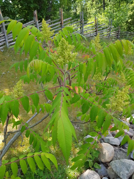 Ungt träd med ljusgröna blad och omogna blomklasar, står framför en staket av träpinnar.