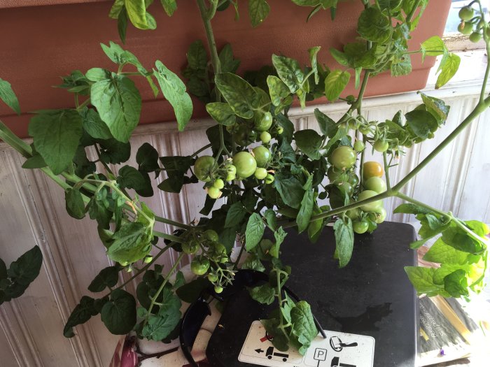 Tomatplantor 'Tiny Tim' som växer i en balkonglåda med gröna och delvis mogna tomater.