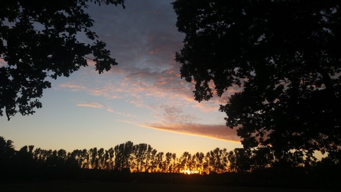 En solnedgång med orangeröd himmel och silhuetter av träd längs horisonten.