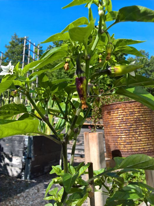 Chiliplanta utomhus med mogna och omogna frukter, blommor, mot en trädgårdsbakgrund.