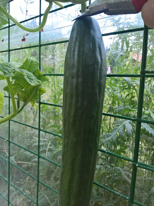 Lång och smal gurka hängande på nätt stängsel inomhus, med gröna blad och växtlighet i bakgrunden.