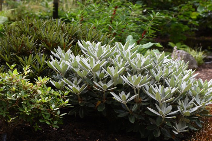 Rhododendronbuskar med gråaktigt indument på bladen i en trädgård.