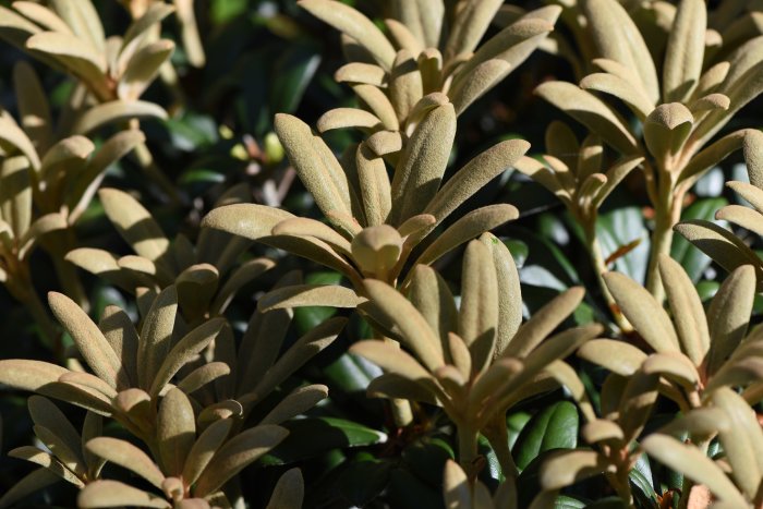 Närbild på Rhododendronbuskar med ljust indument på bladen som visar årets nytillväxt.