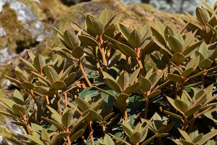 Nytillväxten av rhododendronbuskar med mjukt indument på bladen.