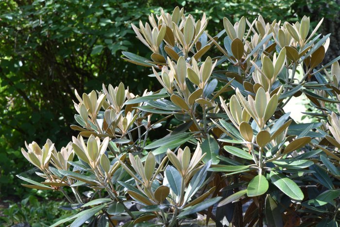 Rhododendronbuskar med ljust indument på bladens undersida i solljus.