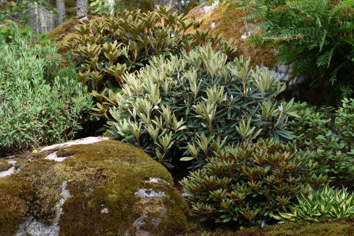 Rhododendronbuskar med indument på bladen bland sten och mossa, exemplifierande sorter som 'Golfer' och 'Teddy Bear'.