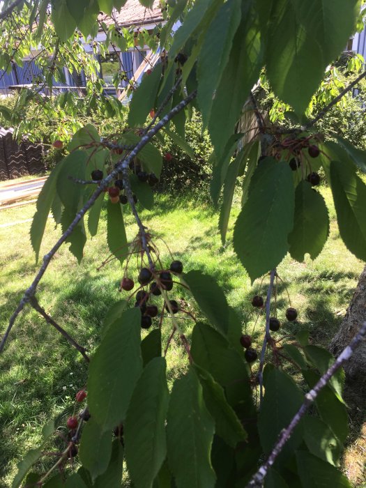 Körsbärsträd med mognande frukt och gröna löv, tecken på dåligt skött trädgård i bakgrunden.
