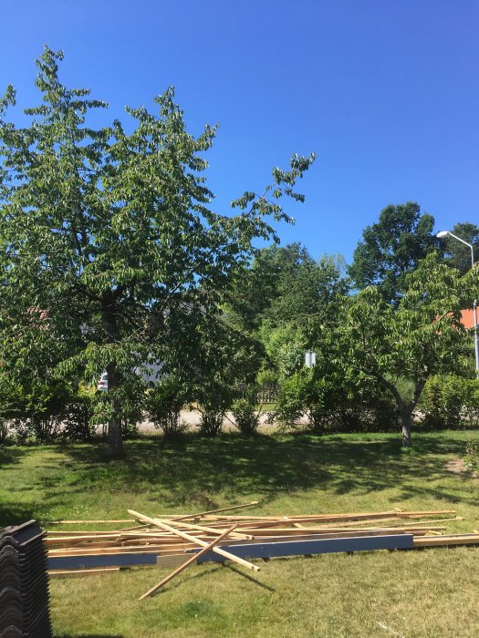 Två körsbärsträd i en trädgård med byggmaterial på marken under sommardag.