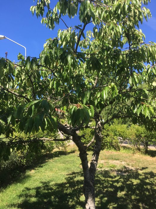 Körsbärsträd utan frukt i solig trädgård med synliga tecken på dåligt skötsel.