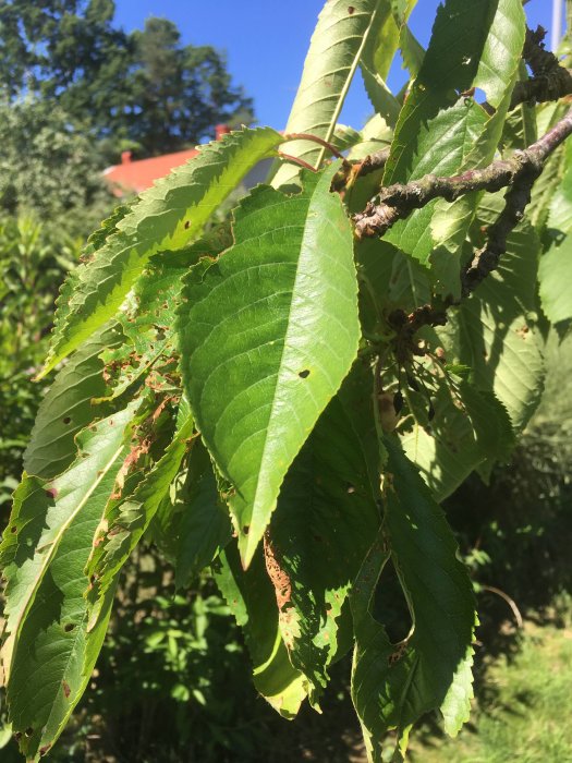 Körsbärsträdets blad med skadetecken och inga frukter synliga.
