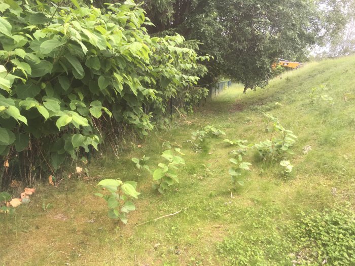 Grönskande sluttning med buskvegetation och löv.