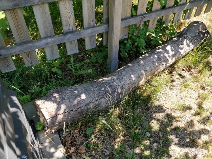 En stock ligger på marken nära ett staket som en del av ett rötnings-experiment.