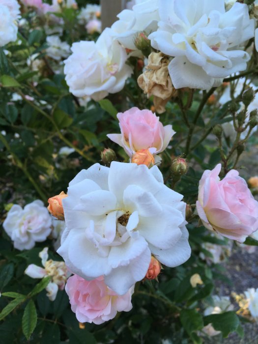 Närbild på blommande vita och rosa rosor med några vissna blad, omgivna av gröna blad.