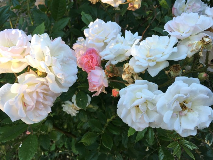 Vita och ljusrosa rosor i blom, några vissnade, mot grön lövbakgrund.