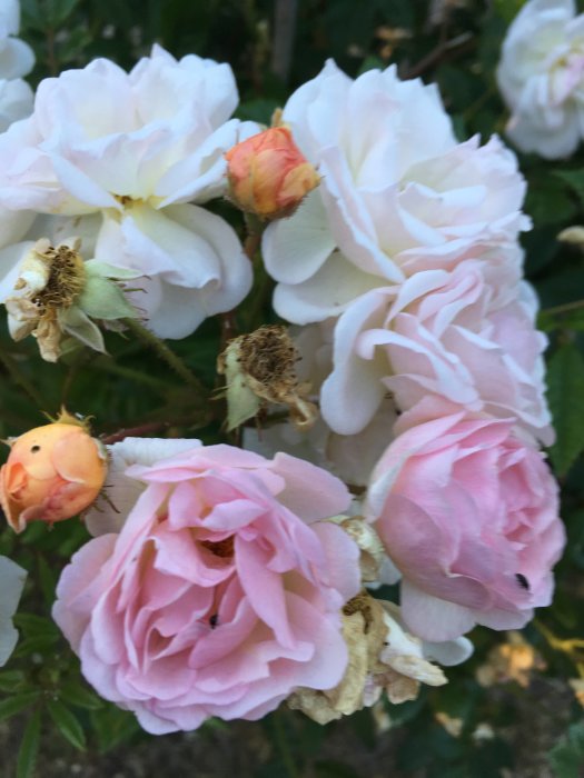 Blommande och vissnande rosor i olika stadier i en trädgård.