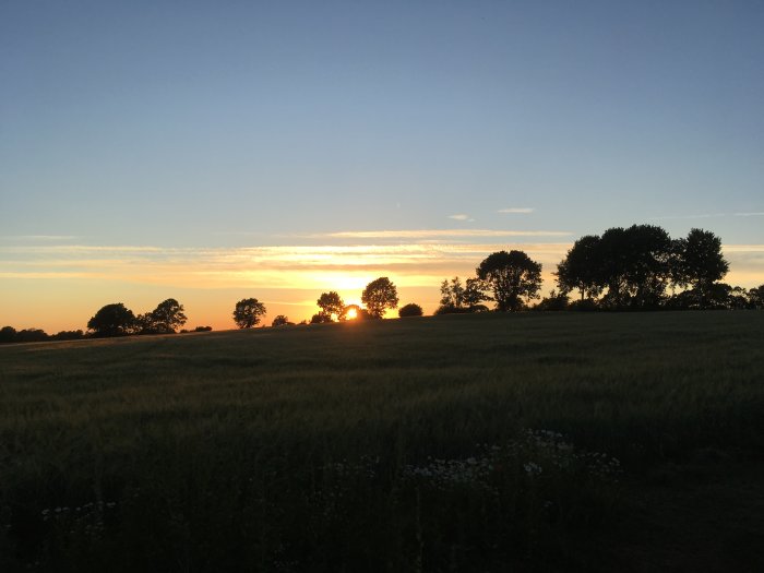 Solnedgång bakom träden på ett öppet fält i Skåne med en klar himmel.
