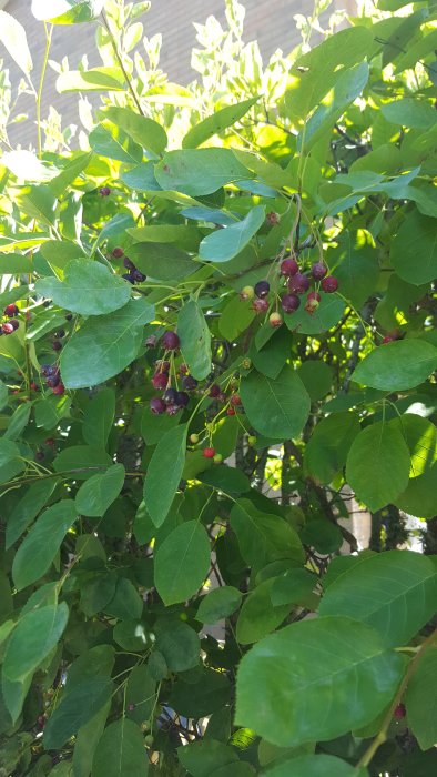 Häck med gröna blad och mogna mörka bär bland omogna röda bär i solljus.