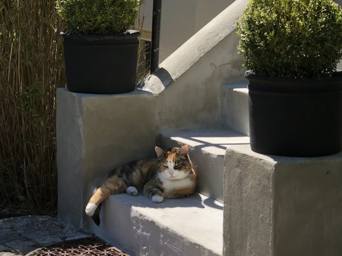 Katt vid namn Smilla ligger på en trappa bredvid krukor med växter och solen skiner.